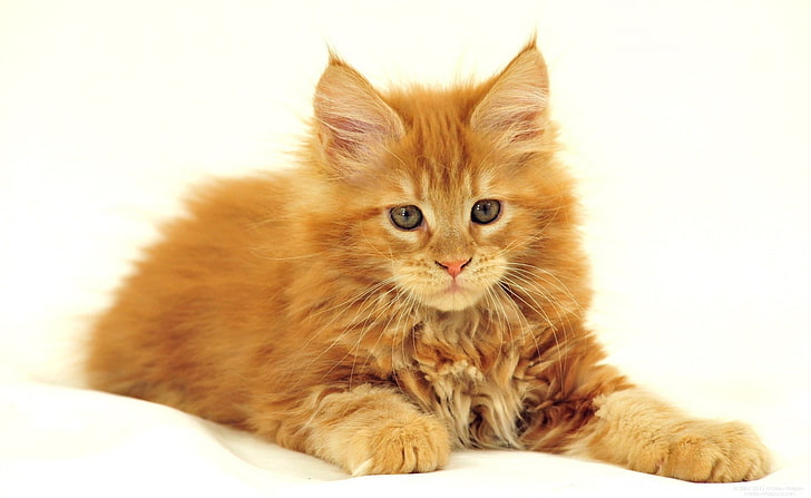 Maine Coon Cat, orange tabby cat, Animals, Pets, cats, domestic cat