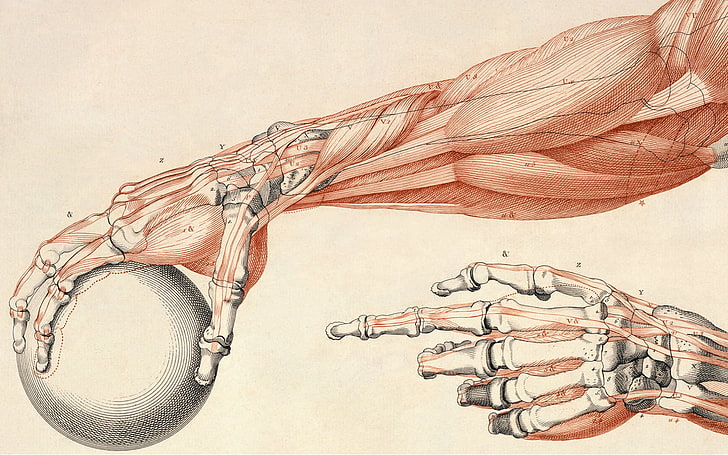 human muscle and bones illustration, science, ball, indoors, rope, HD wallpaper