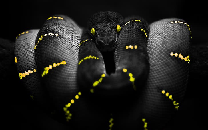 snake, selective coloring, Boa constrictor, yellow, yellow eyes