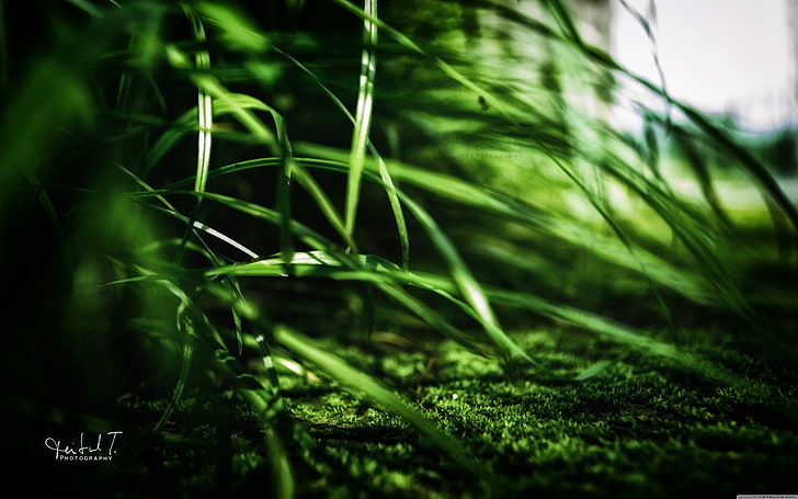 forest, green color, plant, growth, selective focus, nature, HD wallpaper