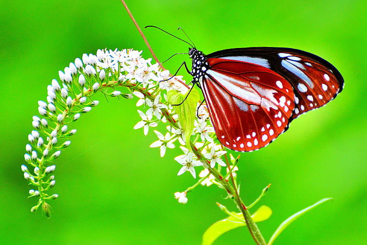 white, red and black butterfly, chestnut, tiger, chestnut, tiger, HD wallpaper