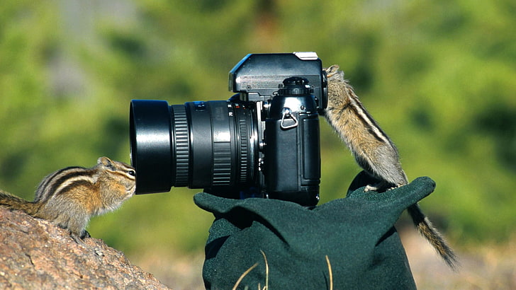 tilt shift photo of DSLR camera, chipmunks, photography, squirrel