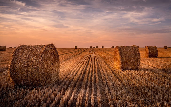 Wheat field, hay, summer, sunset, HD wallpaper