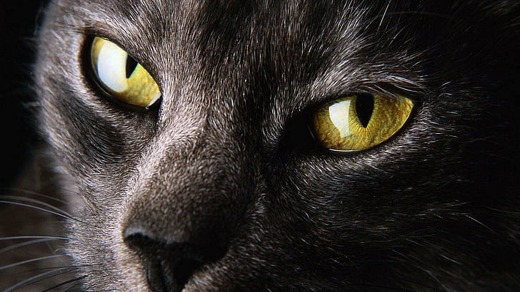 Close Nature Eyes Cats Animals Yellow High Resolution Pictures, HD wallpaper