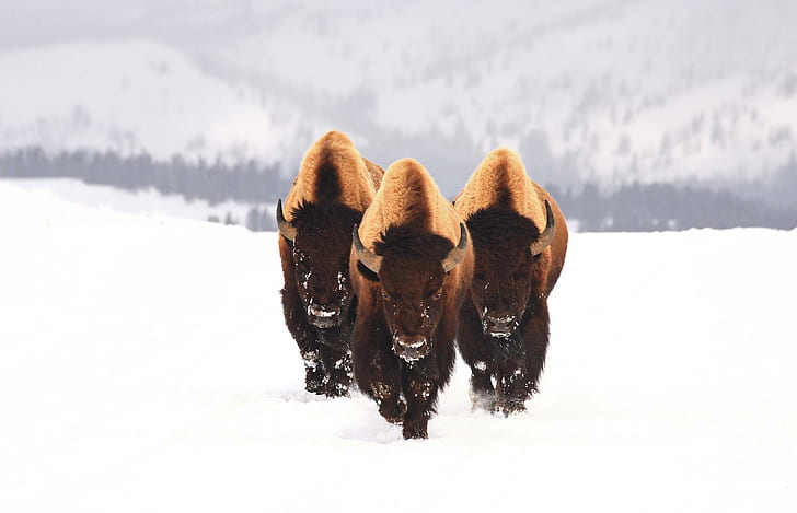nature, winter, snow, bison, animals, white, wildlife, horns, HD wallpaper