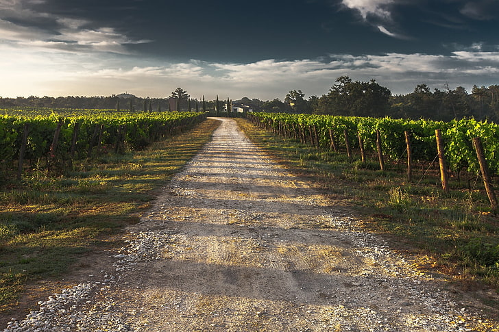 straight road between field of trees, shadow, sky, vineyard, agriculture