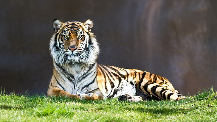 high quality tiger, big cat, feline, animal wildlife, animal themes, HD wallpaper