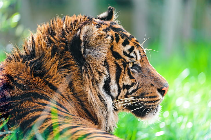 Tiger laying on grass field, sumatran tiger, sumatran tiger, Profile, HD wallpaper