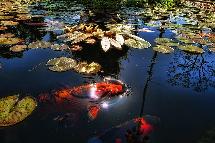 red and black koi fishes, lake, pond, sunlight, leaf, lily, reflection