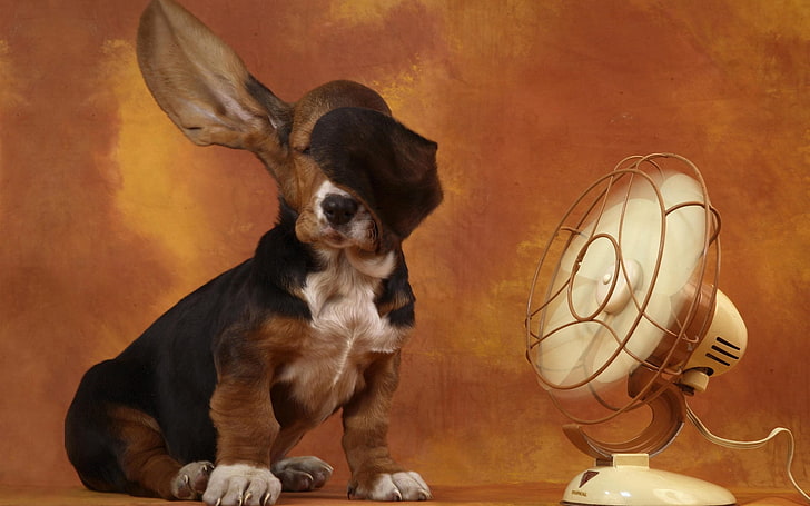 black and tan basset hound, dog, ears, fan, wind, heat, pets