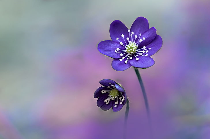 two purple flowers, nature, Hepatica Nobilis, flowering plant