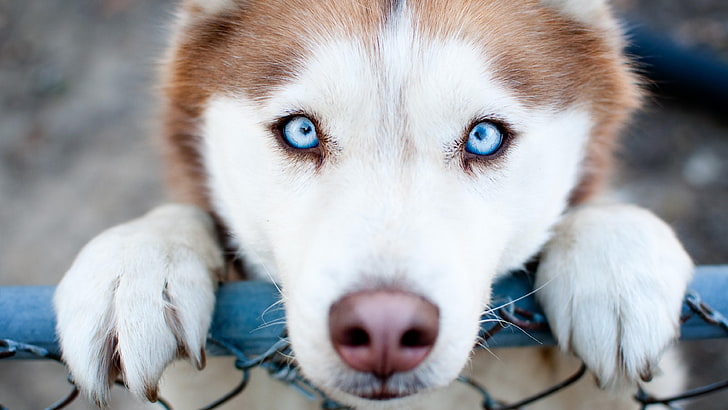 husky, blue eyes, cute, doggy, one animal, mammal, domestic, HD wallpaper