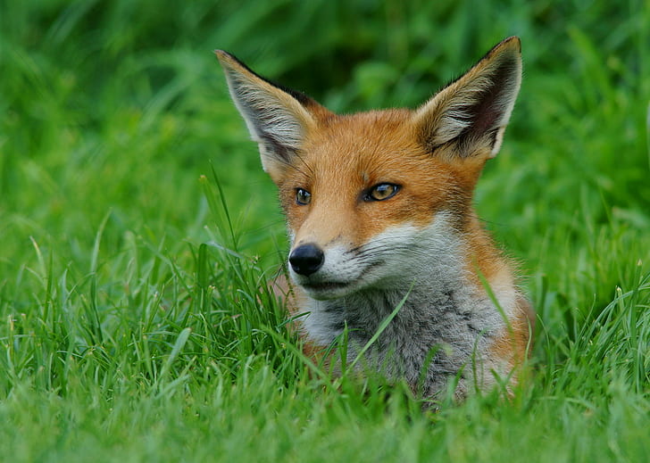 brown and white fox on green grass, cub, fox, cub, British  Wildlife  Centre