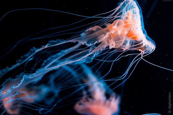 underwater, tourism, diving, Jellyfish, HD wallpaper