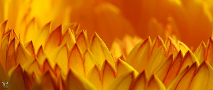 yellow flower petal in macro shot photography, Flaming, soft, HD wallpaper