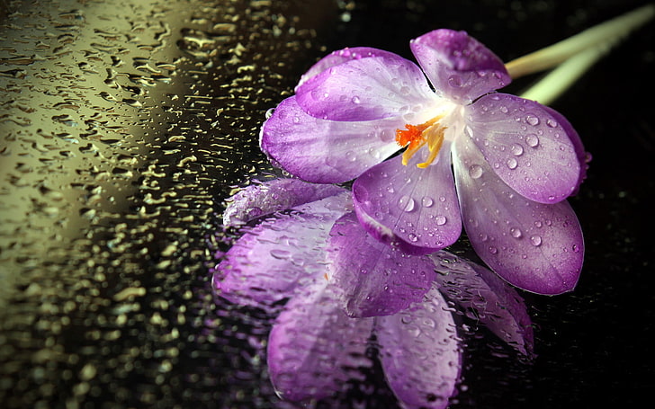 pink and white floral textile, macro, flowers, water drops, purple flowers