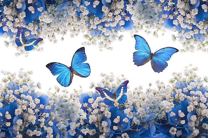 HD wallpaper: butterfly, flower, flowering plant, beauty in nature, blue |  Wallpaper Flare