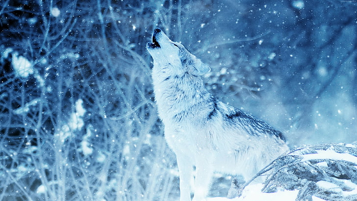 snowing, snowfall, nature, wolf howling, winter, wild animal