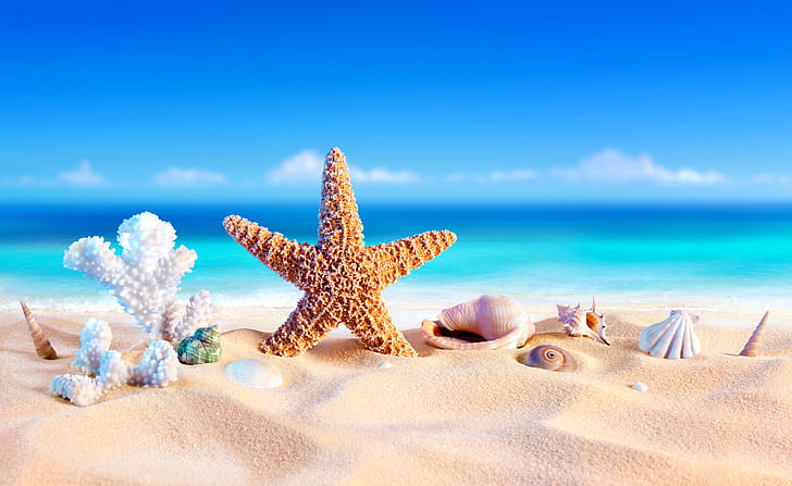 Artistic, Summer, Beach, Sand, Shell, Starfish