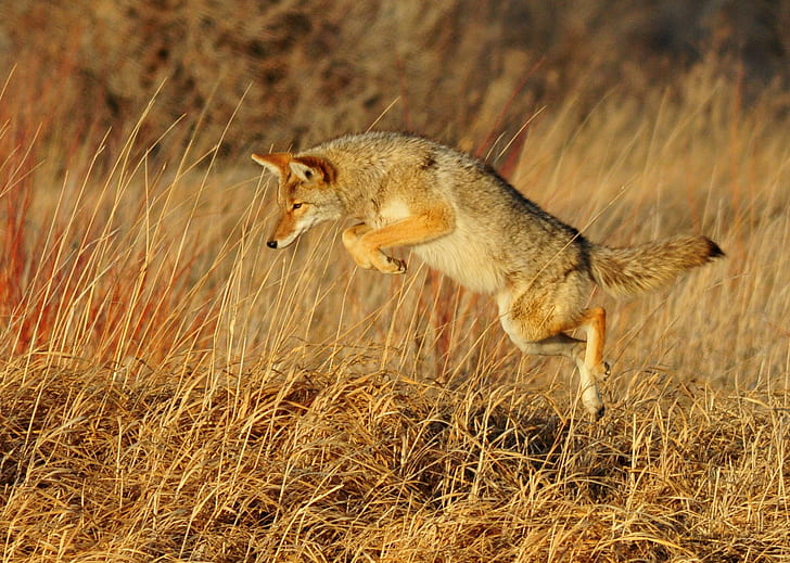beige and grey wolf jumped over brown grass, coyote, coyote, NWR, HD wallpaper