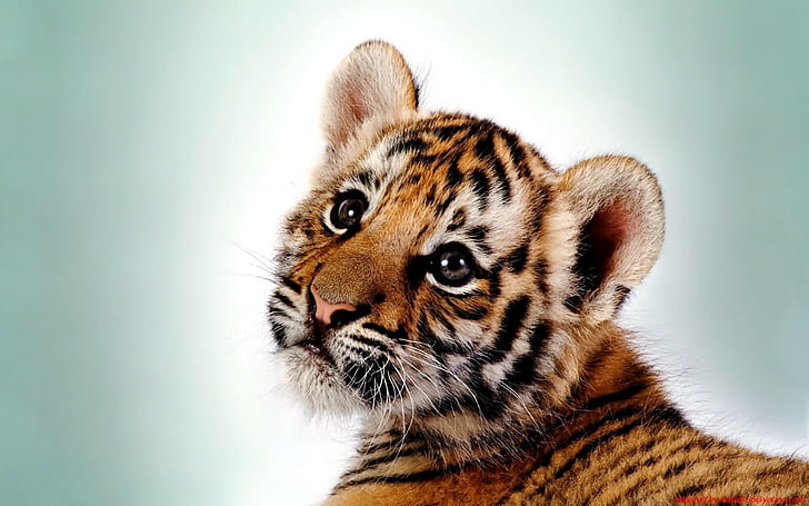 tiger, animals, baby animals, simple background, HD wallpaper