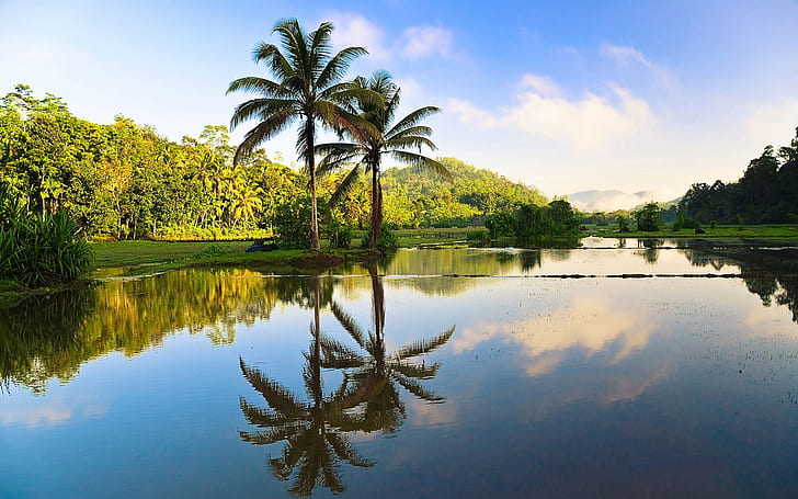 Sri Lanka beautiful nature, trees, palms, water reflection, SriLanka, HD wallpaper