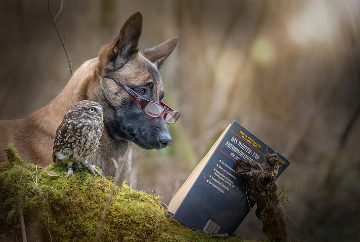 German Shepherd, humor, moss, dog, animals, owl, glasses, nature, HD wallpaper