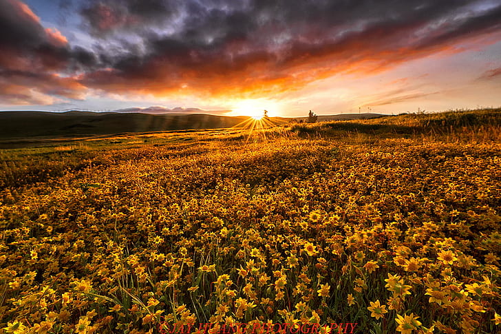 sunflowers field during sunset, Goldfields, Sunrise, Wild Flowers