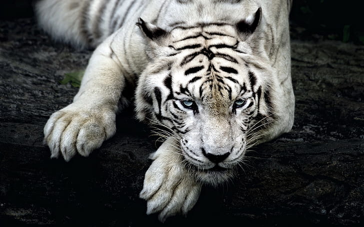 Animals White Tigar Wallpaper For Pc And Mobile Phone