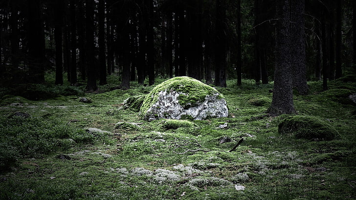 green moss, nature, landscape, rock, forest, plant, tree, tranquility