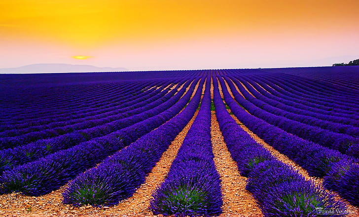 lavender fields 4k popular image