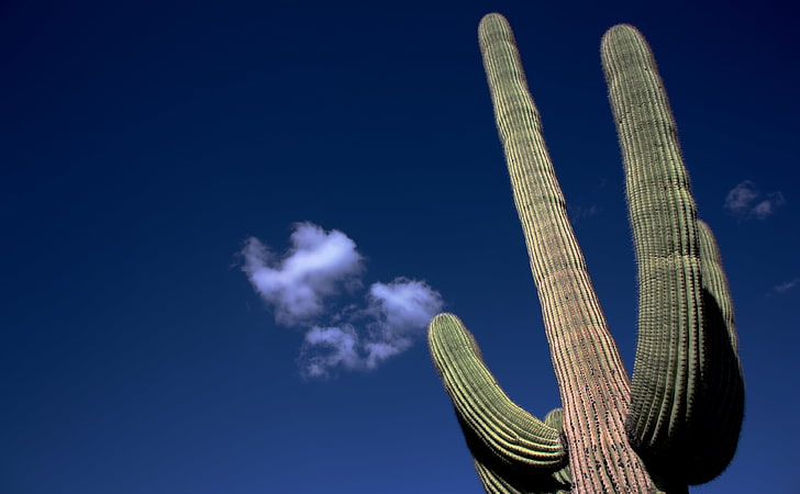 Saguaro Cactus, green and brown cactus plant, United States, Arizona, HD wallpaper