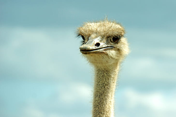 tan Emu head, ONTARIO, Smile, African  Lion  Safari, NEX-7, Sony