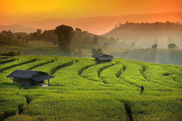 Chaing Mai field, chiang mai, green, ray, rice, Sunset, terrace