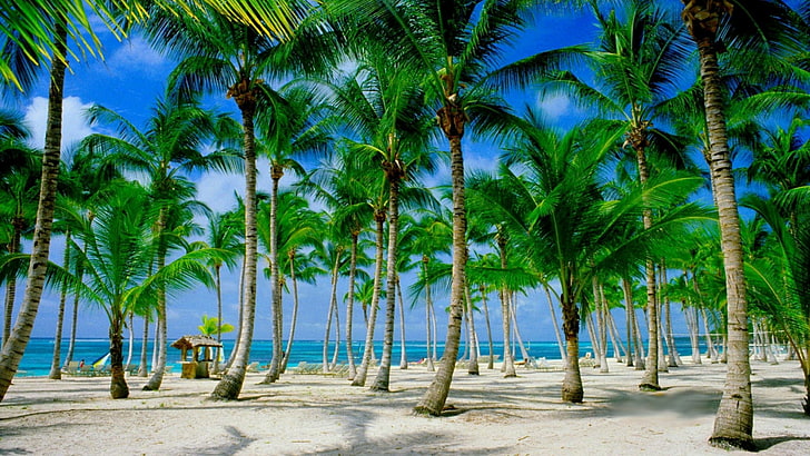 tourism, dominican republic, punta cana, caribbean sea, ocean, HD wallpaper