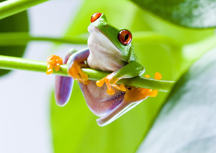 Red-Eyed Tree Frogs, amphibian, flower, close-up, green color