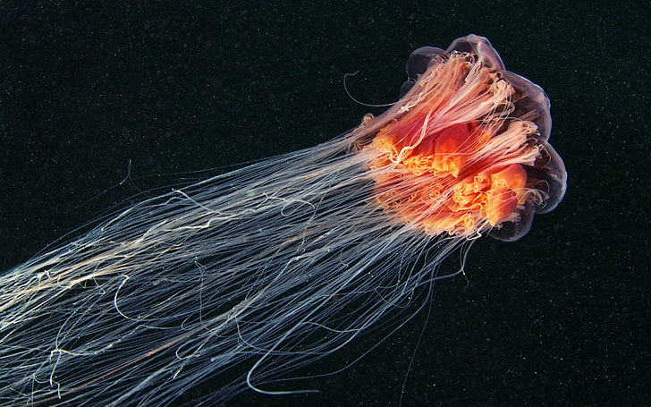 jellyfish, sea life, underwater, animals, burning, fire, orange color, HD wallpaper