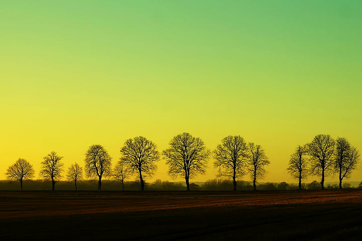 silhouette of trees during daytime, twelve, sundown, shot, Baum, HD wallpaper