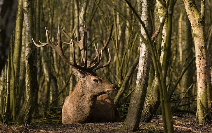 *** Deer In The Forest ***, trees, animals, HD wallpaper