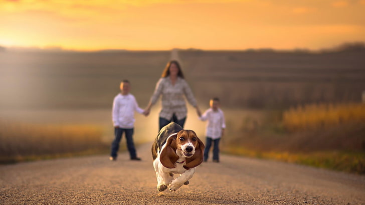 families, road, holding hands, depth of field, dog, animals