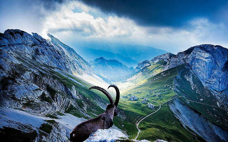 Wild goat in the mountains, ram and mountain illustration, animals