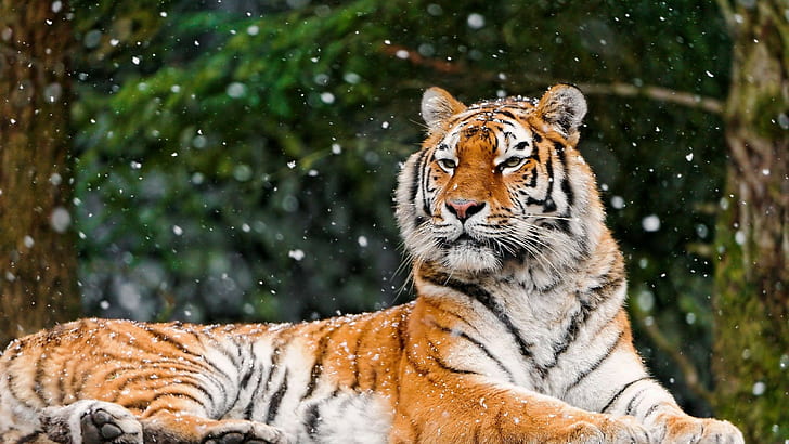 Animal, 2560x1440, snow, lying, tiger, image, hd animal  for dekstop