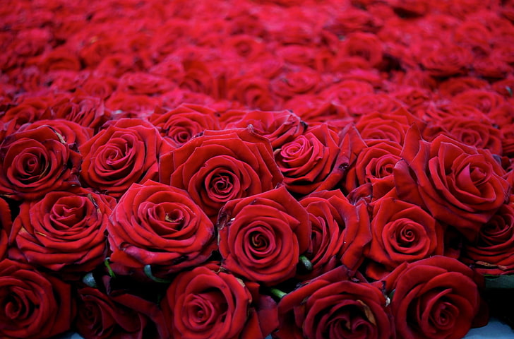 77+] Red Rose Flowers Wallpapers - WallpaperSafari