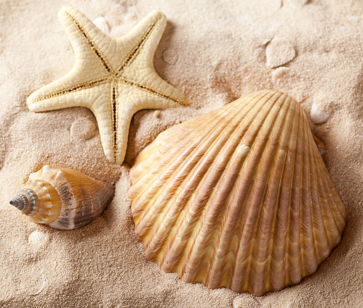 three beige-and-brown seashells, sand, summer, starfish, beach