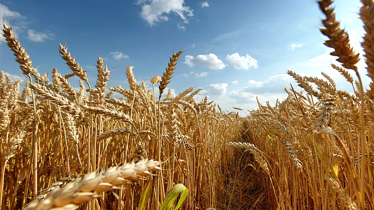 wheat, field, crops, plants, growth, agriculture, cereal plant, HD wallpaper