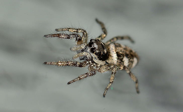 Insects Spiders Nature Macro Closeup Zoom High Resolution Images, brown and white jumping spider, HD wallpaper