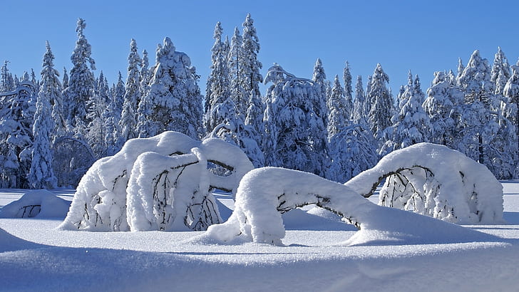 Trees Snow Winter Forest HD, nature
