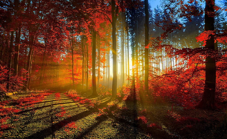 Red Forest, photography of autumn, Seasons, Nature, Beautiful