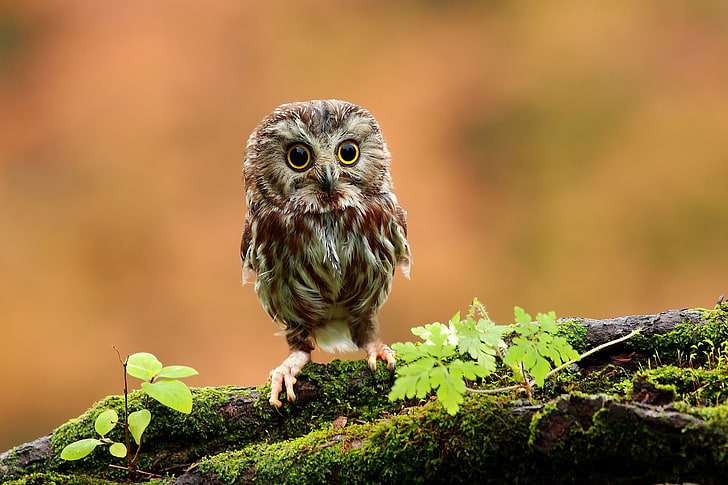 gray and maroon owl, bird, small, wood, moss, grass, bird of Prey