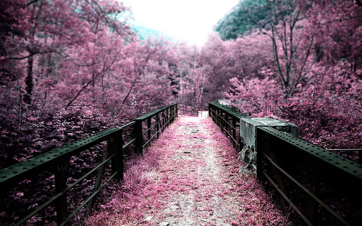 pink cherry blossom tree, bridge, nature, path, landscape, infrared